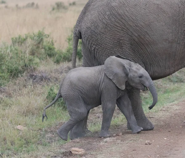 Africa elephants, mother with calf in Serengeti, Africa.