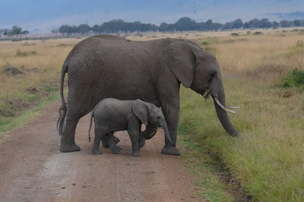 Africa Elephants Mother Calf Serengeti Africa — Stock Photo, Image