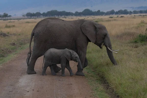 Africa elephants, mother with calf in Serengeti, Africa.