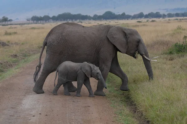 Słonie Afryka Matka Łydki Serengeti Afryka — Zdjęcie stockowe
