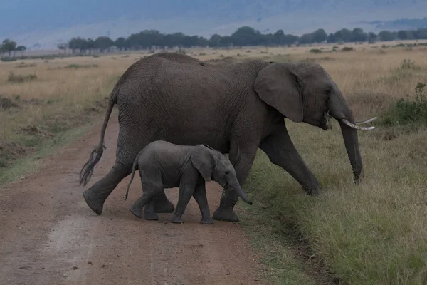非洲大象 母亲与小牛在塞伦盖蒂 — 图库照片