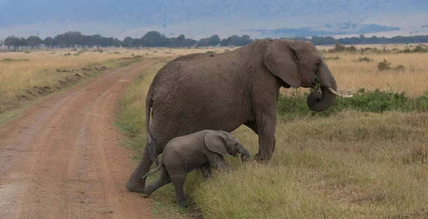 Africa Elephants Mother Calf Serengeti Africa — Stock Photo, Image