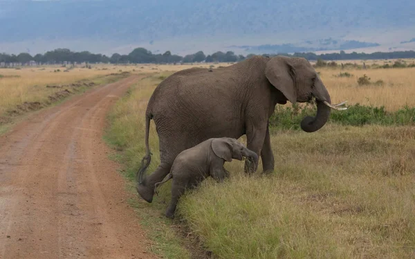 Africa elephants, mother with calf in Serengeti, Africa.