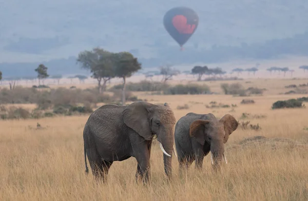 Big colorful balloon with cute elephants on beautiful background
