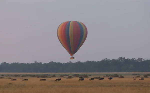 Big Colorful Balloon Cute Elephants Beautiful Background — Stock Photo, Image