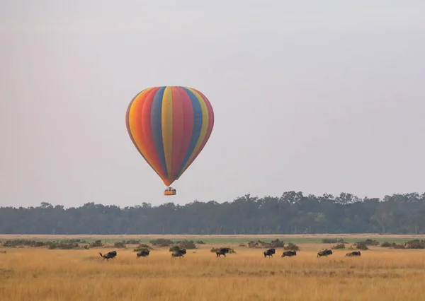 Güzel Arka Plan Üzerinde Şirin Filler Ile Büyük Renkli Balon — Stok fotoğraf