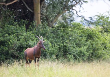 Kola Hartebeest antilop Afrika doğal görünümü 
