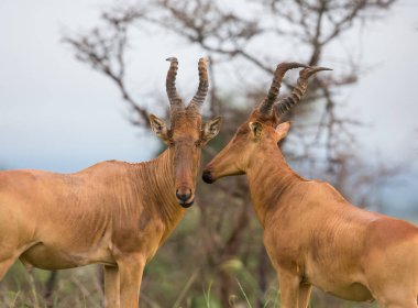 Kola Hartebeest antilop Afrika doğal görünümünü 