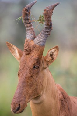 Kola Hartebeest antilop Afrika doğal görünümü 