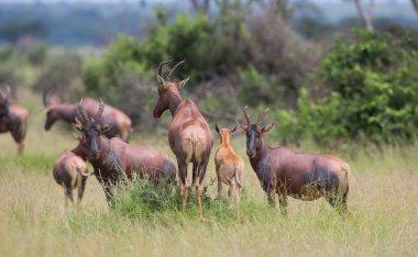 Kola Hartebeest antilop Afrika doğal görünümünü 