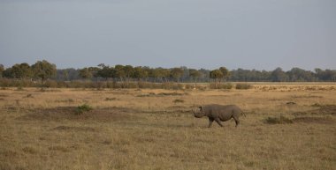 Gergedan savannah gündoğumu sırasında doğal görünümünü