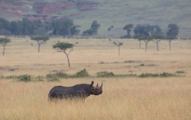 Gergedan savannah gündoğumu sırasında doğal görünümünü