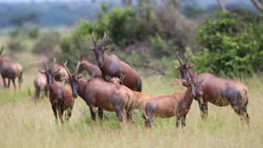 Kola Hartebeest antilop Afrika doğal görünümünü 