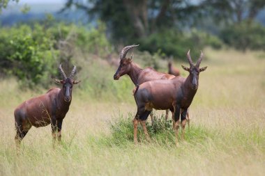 Kola Hartebeest antilop Afrika doğal görünümünü 