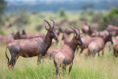 Kola Hartebeest antilop Afrika doğal görünümünü 