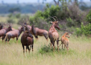 Kola Hartebeest antilop Afrika doğal görünümünü 