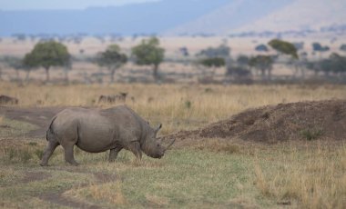 Gergedan savannah gündoğumu sırasında doğal görünümünü