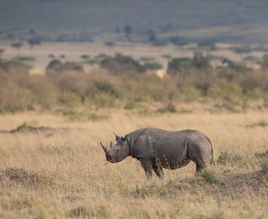 Gergedan savannah gündoğumu sırasında doğal görünümünü