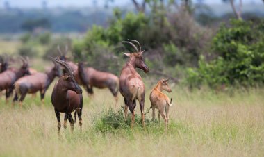 Kola Hartebeest antilop Afrika doğal görünümünü 