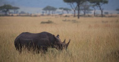 Gergedan savannah gündoğumu sırasında doğal görünümünü
