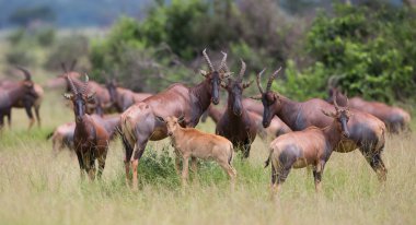 Kola Hartebeest antilop Afrika doğal görünümünü 