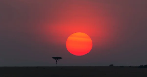 Malerischer Blick Auf Den Sonnenaufgang Afrika Mit Einem Baum — Stockfoto