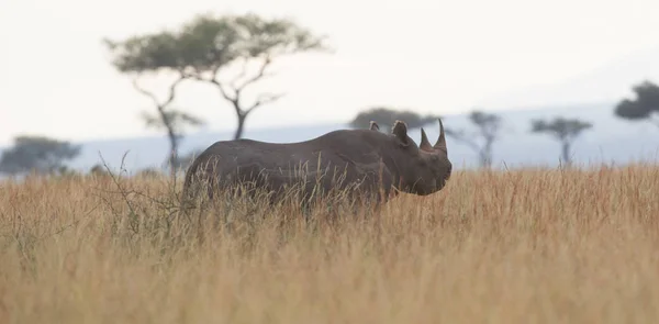 Vue Panoramique Rhinocéros Savane Lever Soleil — Photo