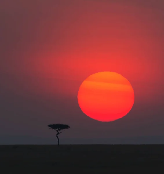 Scenic View Sunrise Africa One Tree — Stock Photo, Image