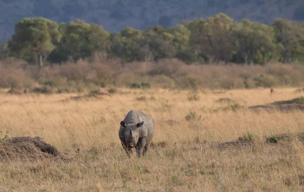 Γραφική Θέα Του Ρινόκερου Στο Savannah Κατά Την Ανατολή Του — Φωτογραφία Αρχείου