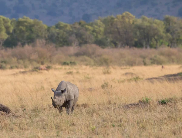 Γραφική Θέα Του Ρινόκερου Στο Savannah Κατά Την Ανατολή Του — Φωτογραφία Αρχείου