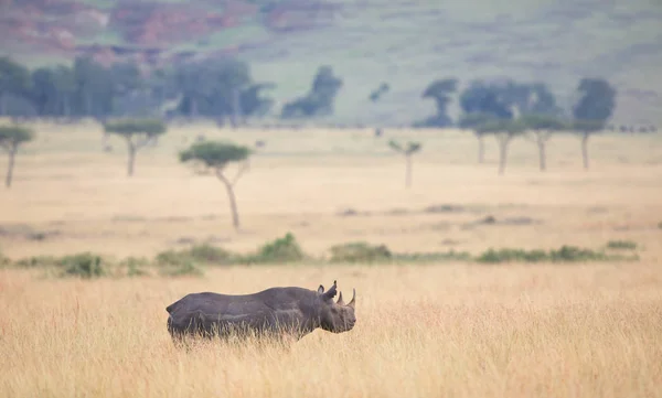 Malebný Pohled Nosorožce Savannah Během Východu Slunce — Stock fotografie