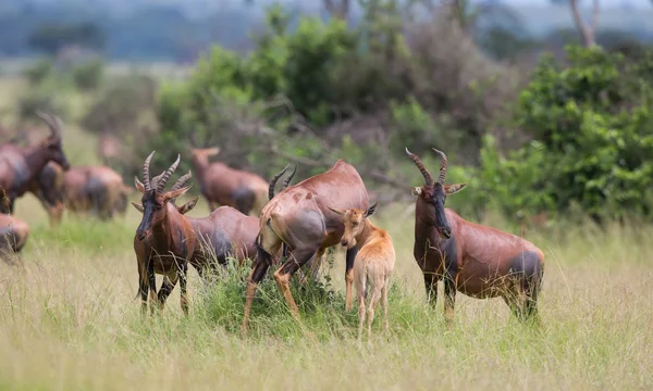 Piękny Widok Koks Hartebeest Antylopy Afryce — Zdjęcie stockowe