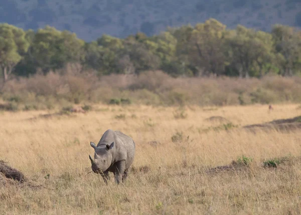 Живописный Вид Носорога Саванне Время Восхода Солнца — стоковое фото