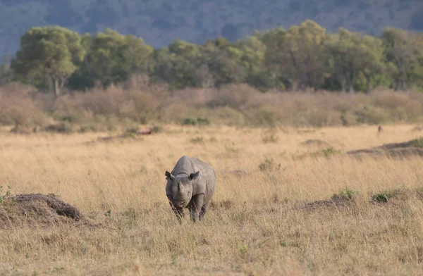 Γραφική Θέα Του Ρινόκερου Στο Savannah Κατά Την Ανατολή Του — Φωτογραφία Αρχείου