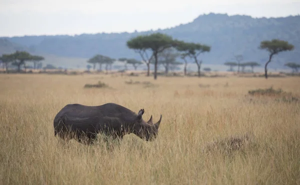 Schilderachtig Uitzicht Voor Rhino Bij Savannah Tijdens Zonsopgang — Stockfoto