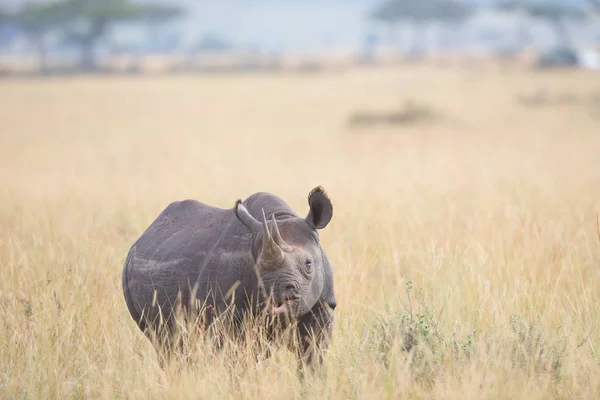 Vacker Utsikt Över Rhino Savannah Sunrise — Stockfoto