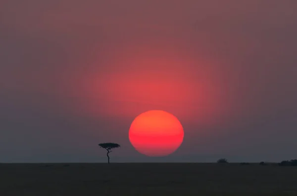 Luonnonkaunis Näkymä Auringonnousuun Afrikassa Yksi Puu — kuvapankkivalokuva