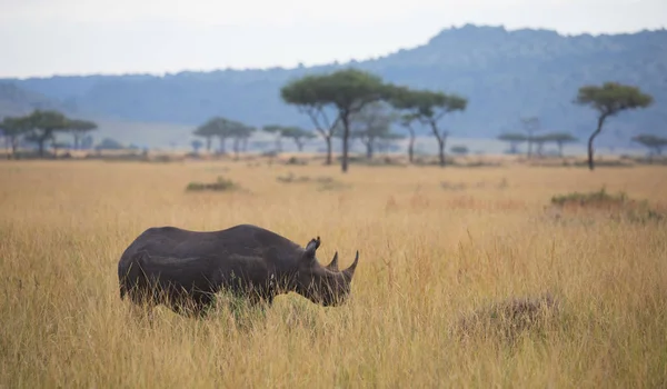 Vacker Utsikt Över Rhino Savannah Sunrise — Stockfoto