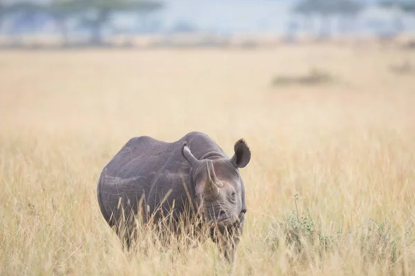 Vacker Utsikt Över Rhino Savannah Sunrise — Stockfoto