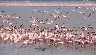 Kenya. Afrika. Nakuru Milli Parkı. Gölü Bogoria Ulusal Rezerv. Vahşi flamingolar
