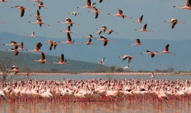Kenya. Africa. Nakuru National Park. Lake Bogoria National Reserve. Wild flamingos clipart