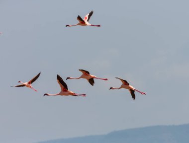 Flamingolar gökte uçuyor. Yaban hayatı resim.  