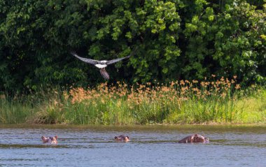 Afrika balık su yüzeyi üzerinde uçan ve balıkçılık kartal. 