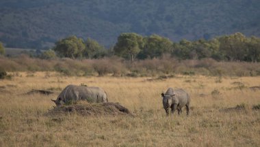 Gergedanların savana içinde. yaban hayatı iyi resmi. 