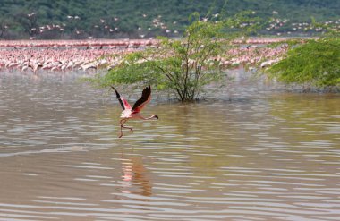 Flamingo suyun üzerinde uçuyor. Yaban hayatı resmi.  