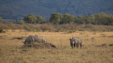 Gergedanların savana içinde. yaban hayatı iyi resmi. 