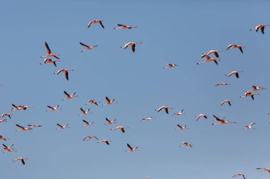 Kenya. Afrika. Nakuru Milli Parkı. Gölü Bogoria Ulusal Rezerv. Vahşi flamingolar