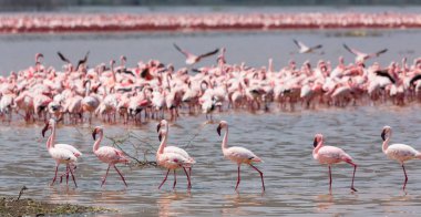 vahşi flamingolar. Kenya. Afrika. Nakuru Milli Parkı. Gölü Bogoria Ulusal Rezerv