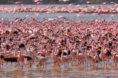 Kenya. Afrika. Nakuru Milli Parkı. Gölü Bogoria Ulusal Rezerv. Vahşi flamingolar