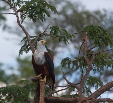 Afrika balık kartal av ile bir ağaçta oturuyor. 